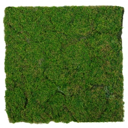 Επιφάνεια Βρύα Πράσινη 50x50εκ. iliadis 89921