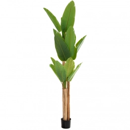 Διακοσμητικό Φυτό Μπανανιά Πράσινη 260εκ. iliadis 85112