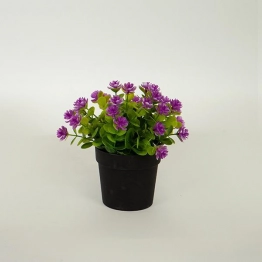 Γλαστράκι Με Φυτό Ανθάκι Πράσινο-Ροζ 16εκ. ESTHETI 758-14057