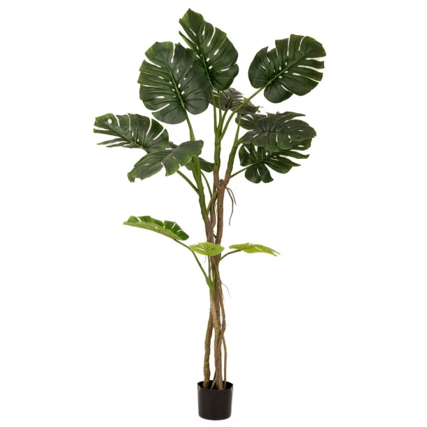 Διακοσμητικό Φυτό Μονστέρα Πράσινη 180εκ. iliadis 80888