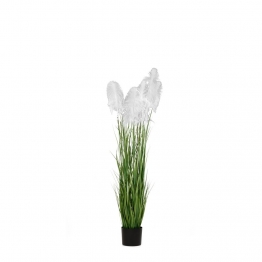Φυτό Pampas Grass Λευκό iliadis Φ15x125εκ. 85073