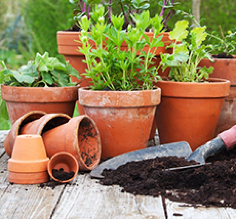 Γλάστρες - Κασπώ