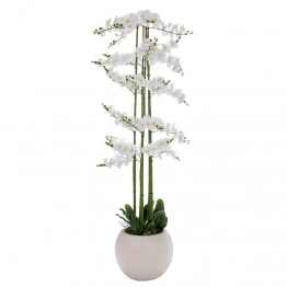 Ορχιδέα Λευκή Phalenopsis Σε Εκρού Κεραμικό Κασπώ 190εκ. iliadis 92664