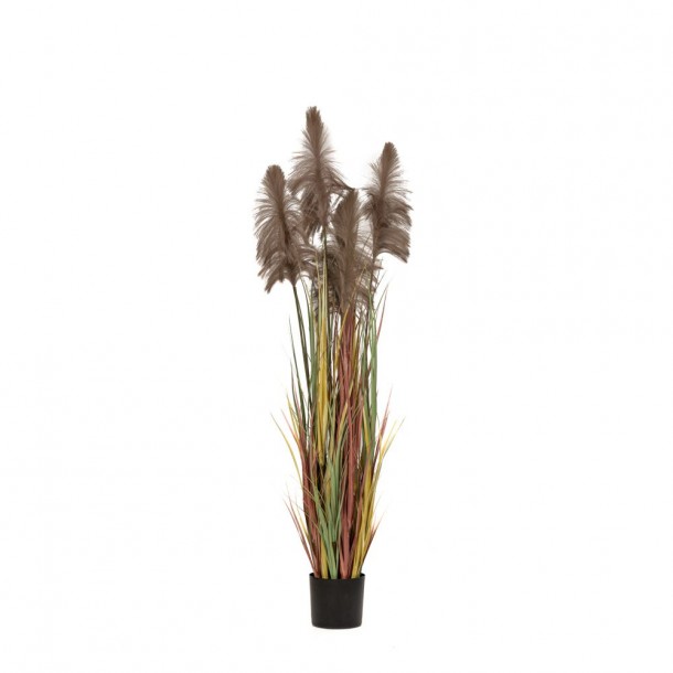 Φυτό Με 5 Pampas Grass Καφέ 72εκ. iliadis 85071