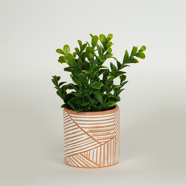 Διακοσμητικά Επιτραπέζια 24home - ΣΗΜΑΝΤΙΚΟ: Σε περίπτωση διαφοράς τιμής από το κατάστημα ισχύει παντα και μόνο η τιμή του καταστήματος Γλαστράκι Με Φυτό Τερρακότα-Πράσινο 18εκ. ESTHETI 758-1