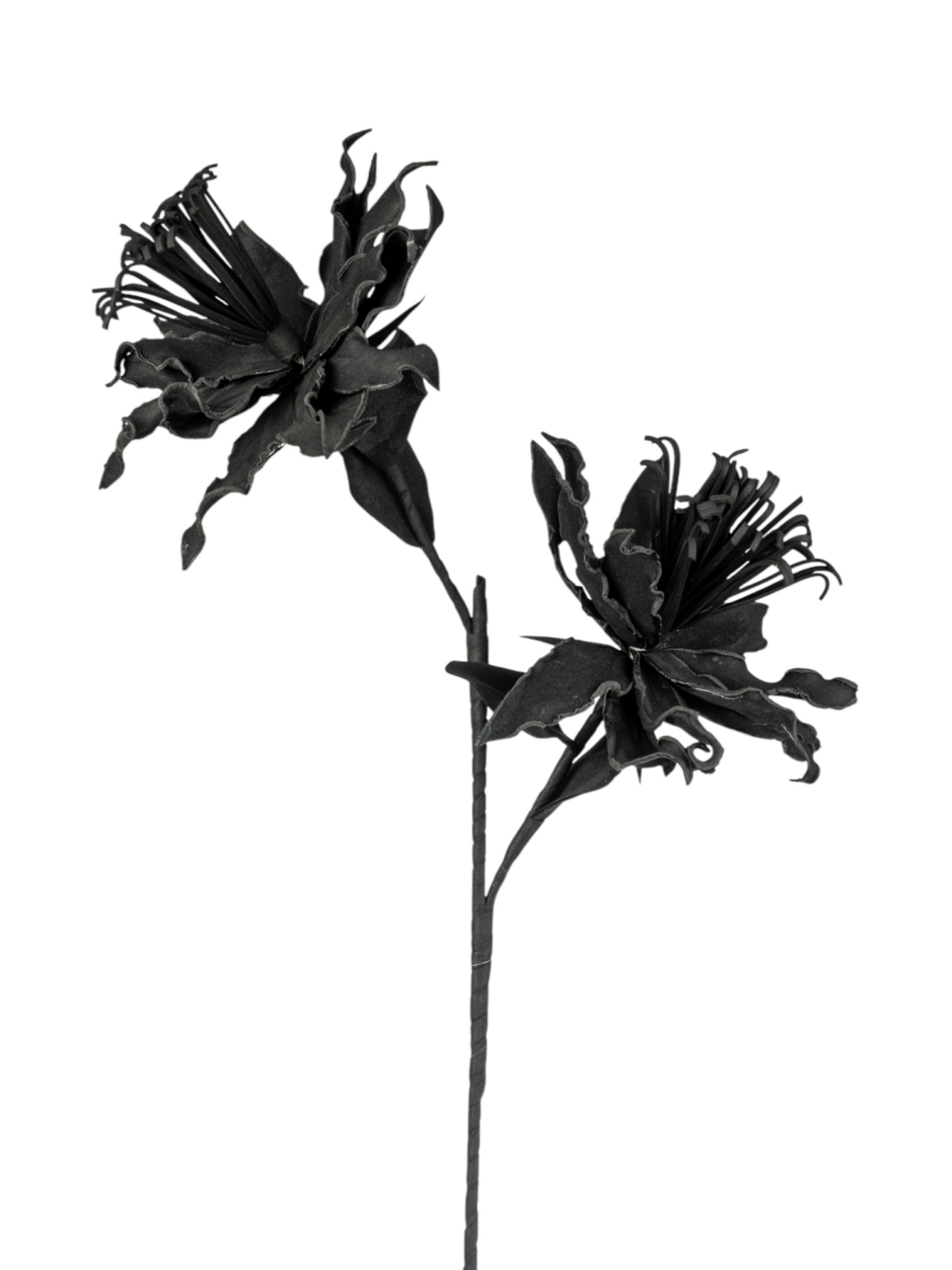 ZEN COLLECTION - ΣΗΜΑΝΤΙΚΟ: Σε περίπτωση διαφοράς τιμής από το κατάστημα ισχύει παντα και μόνο η τιμή του καταστήματος Λουλούδι Διπλό Μαύρο 74εκ. Zen Collection 25.13.51630 (