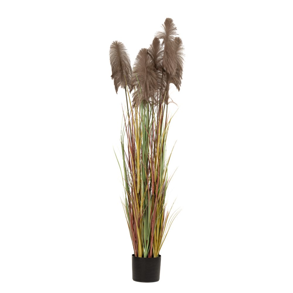 Φυτό Pampas Grass Καφέ iliadis Φ23x220εκ. 85072 (Χρώμα: