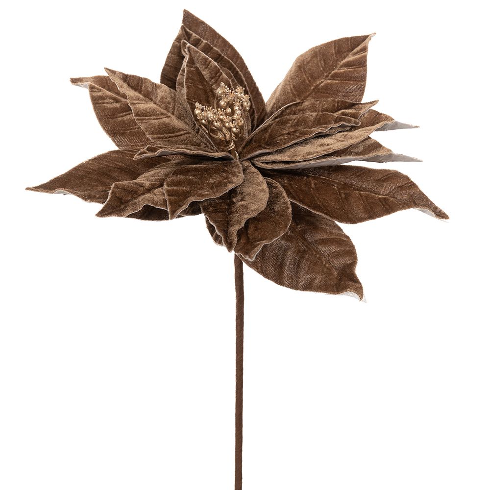 Χριστουγεννιάτικο Λουλούδι Αλεξανδρινό Καφέ 30x50εκ. il