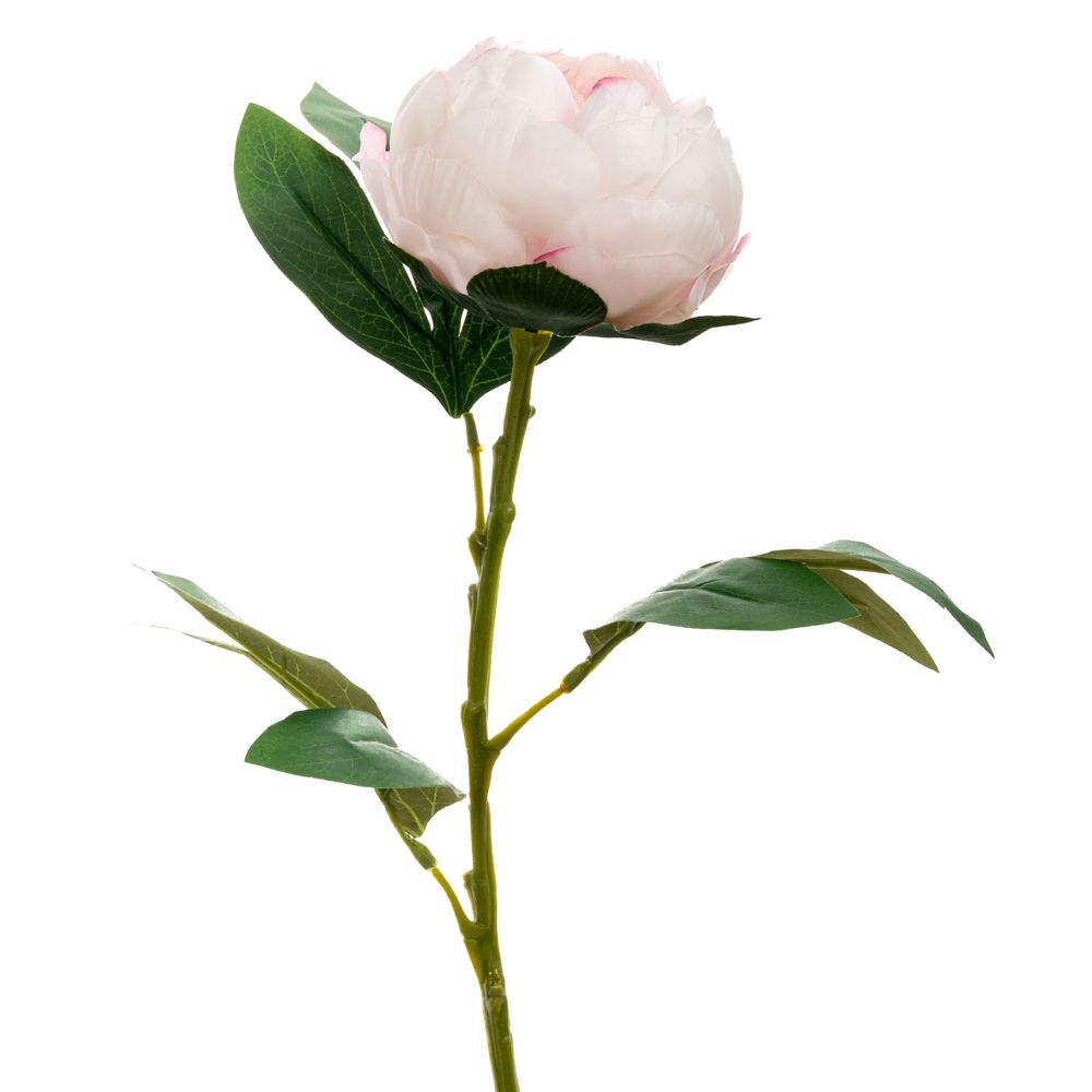 Κλαδί Παιώνια Ροζ 66εκ. iliadis 89811 (Σετ 6 Τεμάχια) (Χρώμα: Ροζ) - Iliadis - il_89811