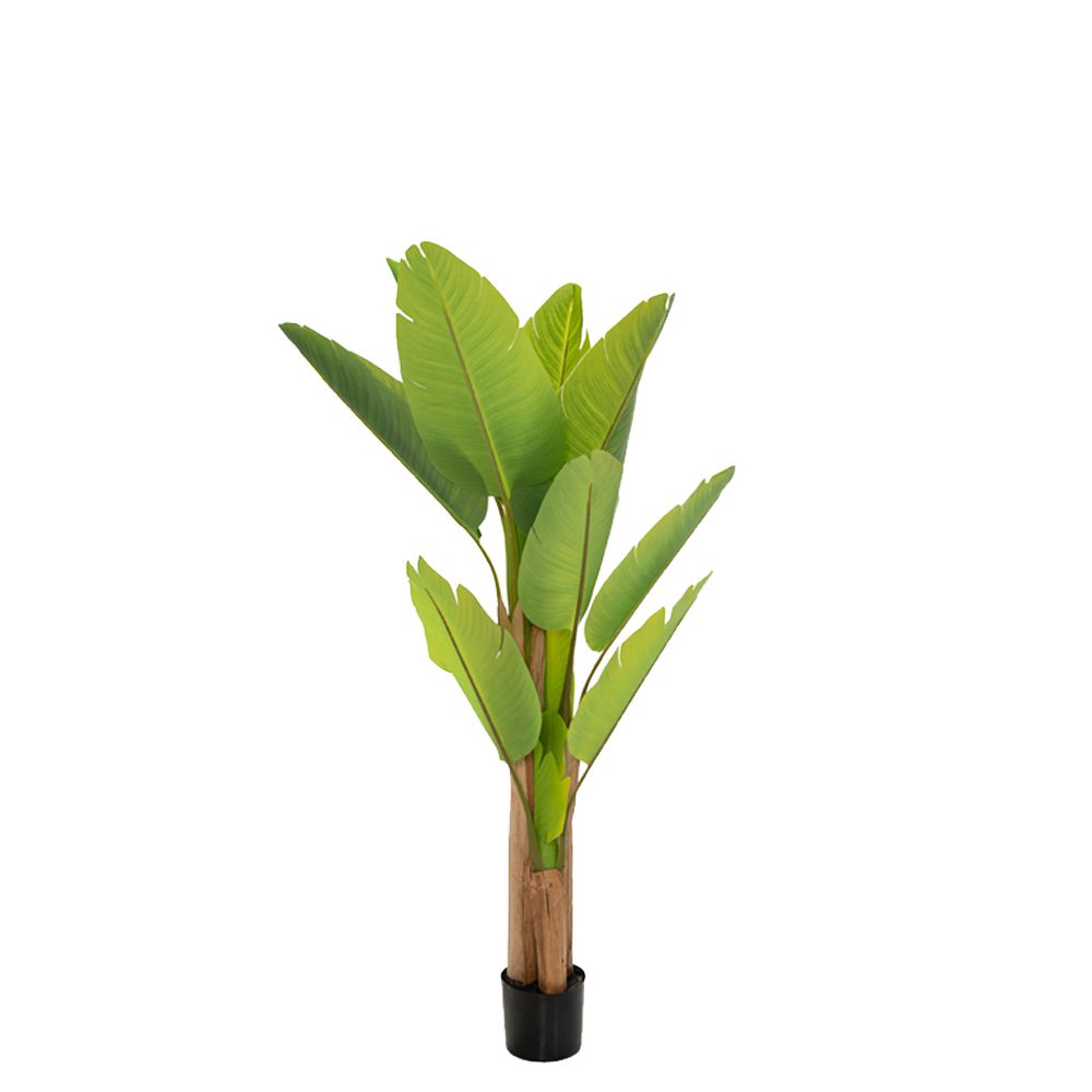 Iliadis - ΣΗΜΑΝΤΙΚΟ: Σε περίπτωση διαφοράς τιμής από το κατάστημα ισχύει παντα και μόνο η τιμή του καταστήματος Διακοσμητικό Φυτό Μπανανιά Πράσινη 160εκ. iliadis 85113
