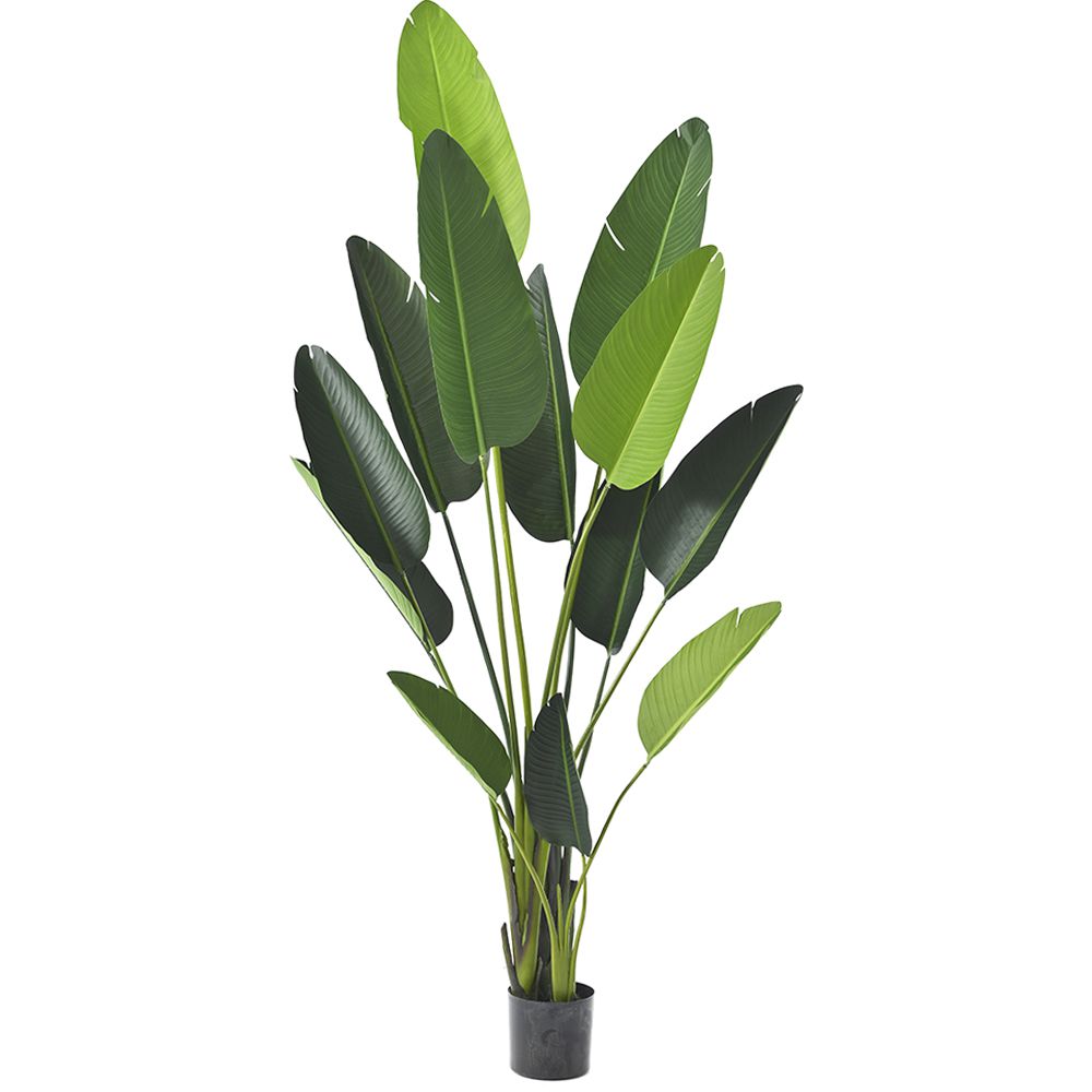 Διακοσμητικό Φυτό Μπανανιά Πράσινη 235εκ. iliadis 80891 (Χρώμα: Πράσινο ) - Iliadis - il_80891