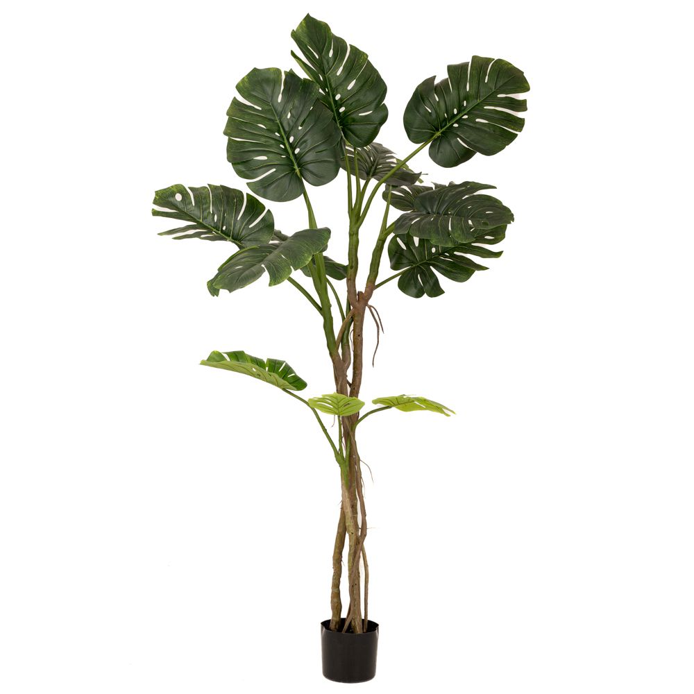 Iliadis - ΣΗΜΑΝΤΙΚΟ: Σε περίπτωση διαφοράς τιμής από το κατάστημα ισχύει παντα και μόνο η τιμή του καταστήματος Διακοσμητικό Φυτό Μονστέρα Πράσινη 180εκ. iliadis 80888