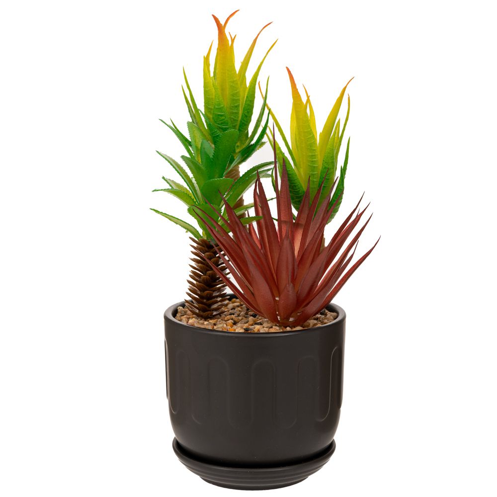 Φυτό Με Κάκτο Και Παχύφυτα Σε Κεραμικό Κασπώ Πράσινο-Μα