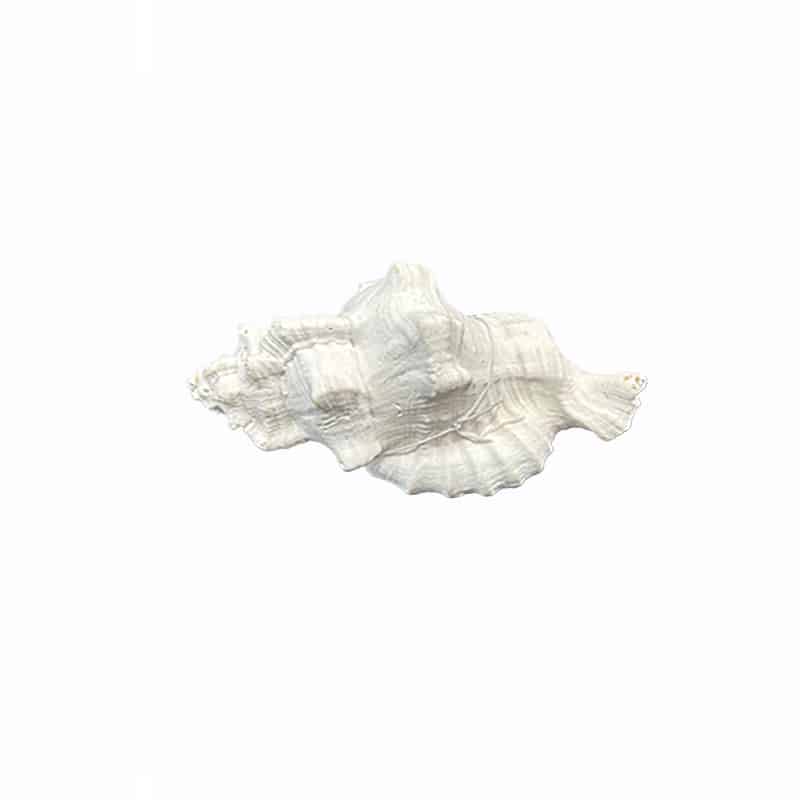 Διακοσμητικό Κοχύλι PC Λευκό Art Et Lumiere 11x6x5εκ. 20159 (Σετ 2 Τεμάχια) (Χρώμα: Λευκό, Υλικό: PC-Polycarbonate) - Art Et Lumiere - lumiere_20159