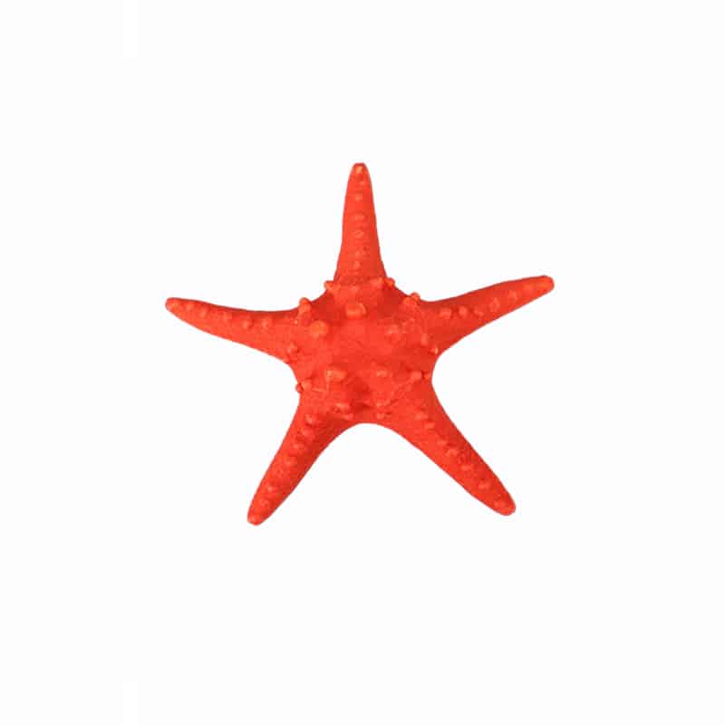 Διακοσμητικά Επιτραπέζια 24home - ΣΗΜΑΝΤΙΚΟ: Σε περίπτωση διαφοράς τιμής από το κατάστημα ισχύει παντα και μόνο η τιμή του καταστήματος Διακοσμητικός Αστερίας PC Κοραλί Art Et Lumiere 16x16x5